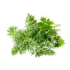 Artemisia