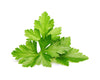 Coriander