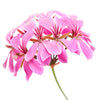Geranium
