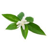 Neroli