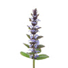 Patchouli
