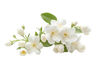 White Musk